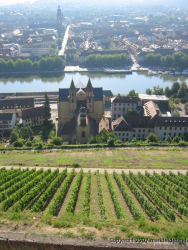 typical Vinyard in Franconia